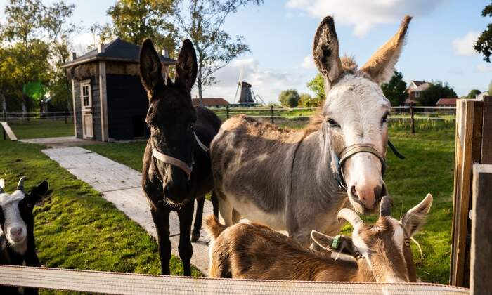 Doenerij ezels en geitjes