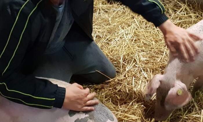 paarlberg varkens